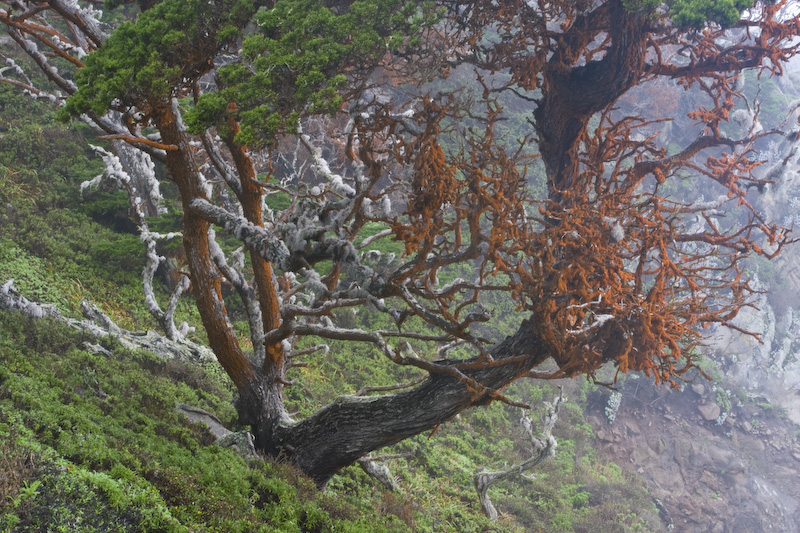Algae Covered Monterey Cypress